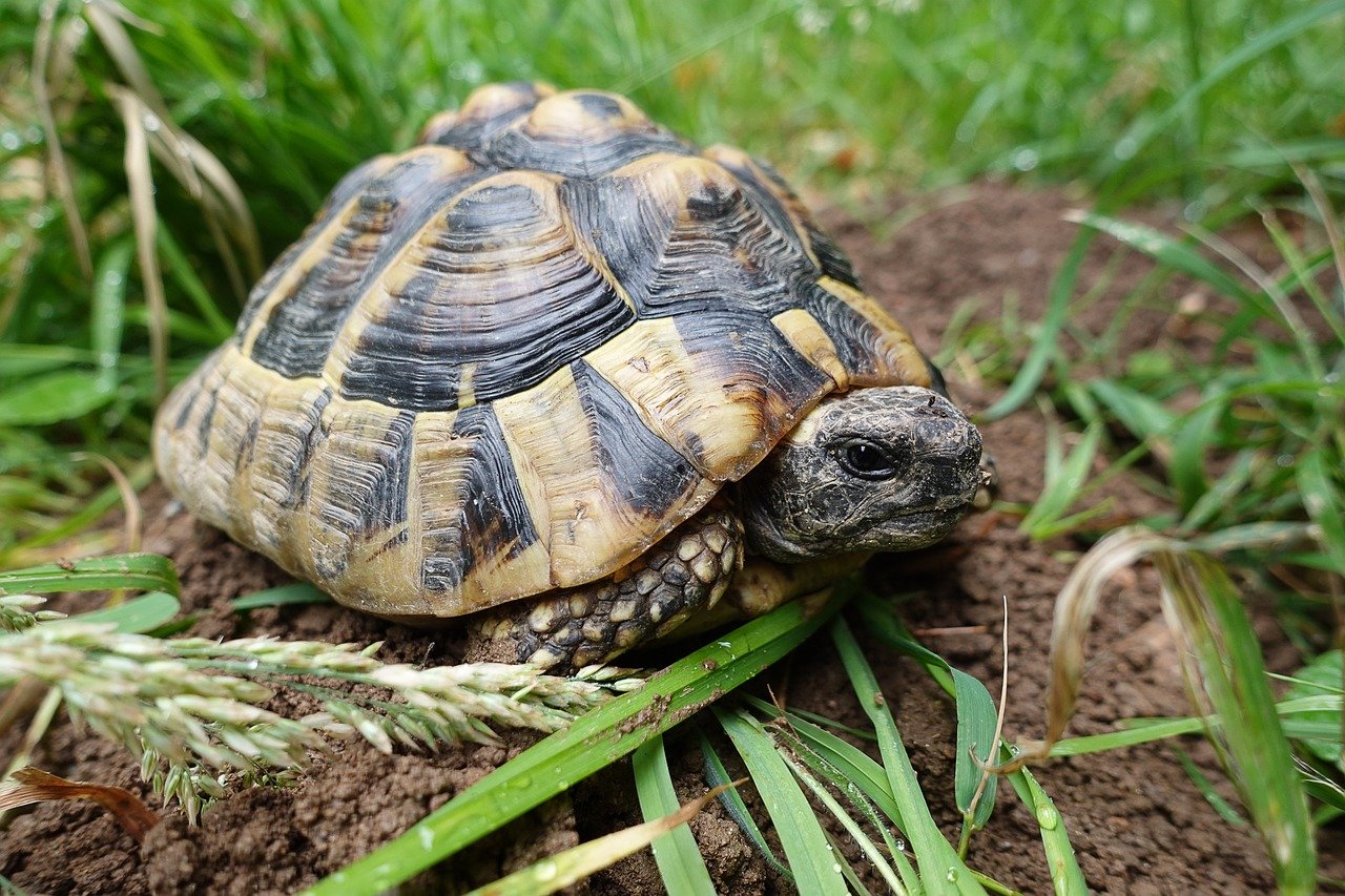 How to Care for Your Tortoise: A Guide to Keeping Your Tortoise Happy and Healthy